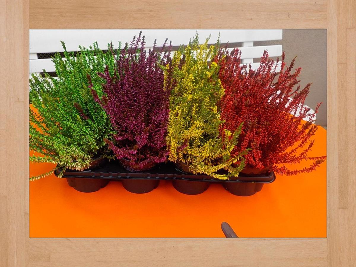 Les Lilas แซ็งต์-มารี-โอ-มีน ภายนอก รูปภาพ